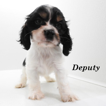 puppy, for, sale, Cockilier, Joe & Cherri  Overlease, dog, breeder, Miller, MO, dog-breeder, puppy-for-sale, forsale, nearby, find, puppyfind, locator, puppylocator, aca